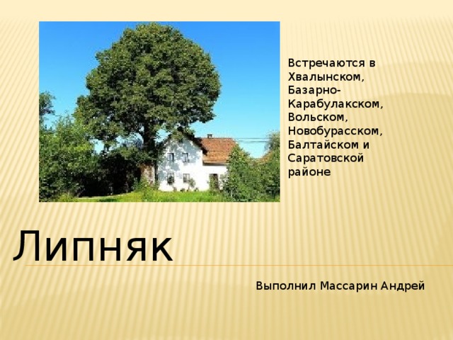 Встречаются в Хвалынском, Базарно-Карабулакском, Вольском, Новобурасском, Балтайском и Саратовской районе Липняк Выполнил Массарин Андрей 