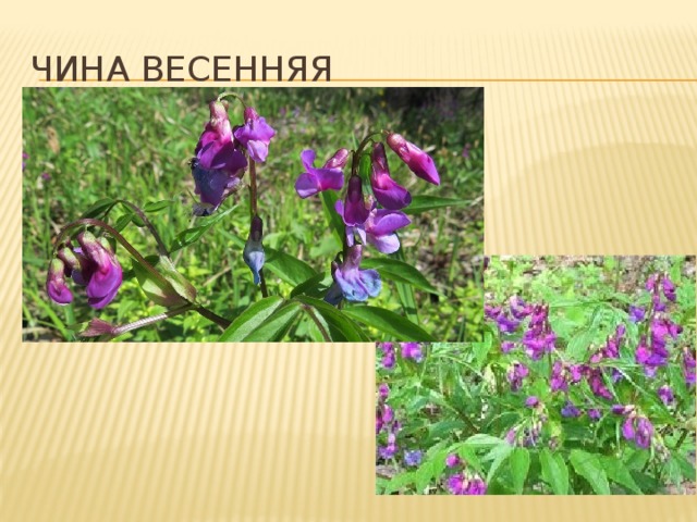 Чина весенняя 