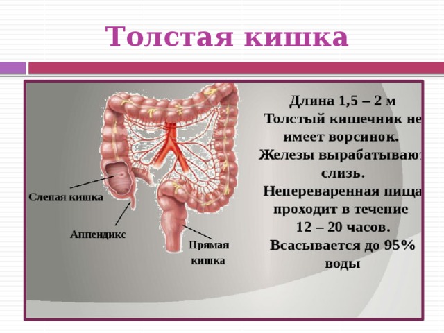 Длина толстого кишечника. Связки Толстого кишечника. Железы Толстого кишечника. Толстый кишечник связки. Железы в толстом кишечнике.