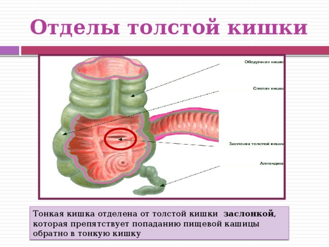 Толстый отдел кишечника