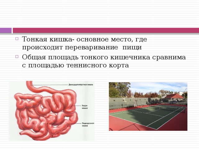 Основным местом. Общая площадь тонкого кишечника. Задний отдел кишечника впервые появился....