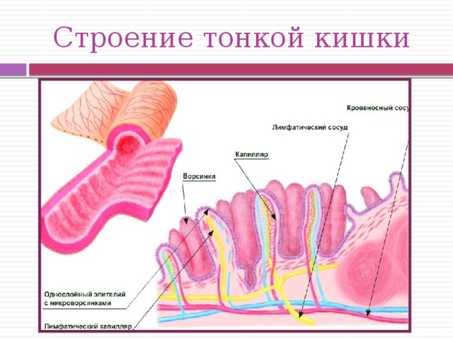 Тонкая кишка и толстая кишка фото