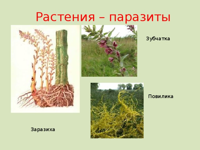 Распределите предложенные растения по группам растения паразиты. Заразиха растение паразит. Повилика и заразиха. Повилика растение паразит. Заразиха растение паразит на подсолнечнике.