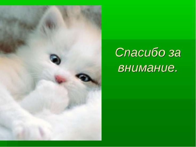 Спасибо за внимание котик для презентации