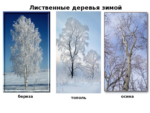 Как отличить зимний. Лиственные деревья зимой. Осина зимой. Береза летом осенью зимой весной. Тополь зимой.
