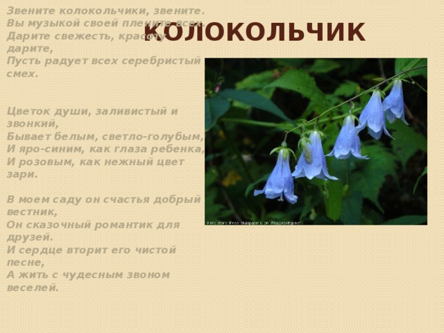 Колокольчик Звените колокольчики, звените.  Вы музыкой своей плените всех.  Дарите свежесть, красоту дарите,  Пусть радует всех серебристый смех.   Цветок души, заливистый и звонкий,  Бывает белым, светло-голубым,  И яро-синим, как глаза ребенка,  И розовым, как нежный цвет зари.   В моем саду он счастья добрый вестник,  Он сказочный романтик для друзей.  И сердце вторит его чистой песне,  А жить с чудесным звоном веселей.    