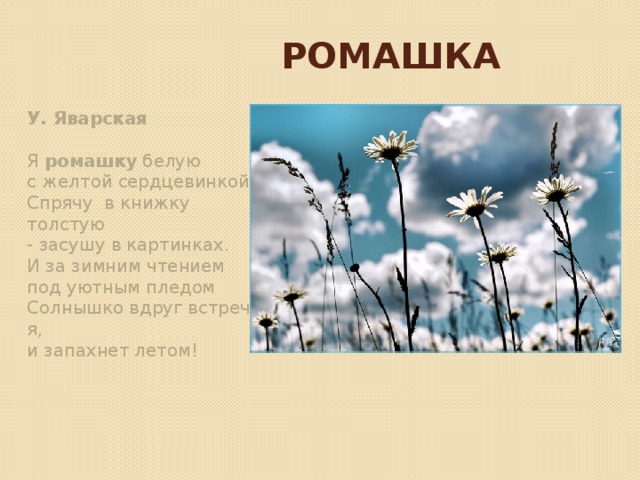 Ромашка У. Яварская   Я  ромашку  белую   с желтой сердцевинкой  Спрячу  в книжку толстую   - засушу в картинках.  И за зимним чтением   под уютным пледом  Солнышко вдруг встречу   я, и запахнет летом!    
