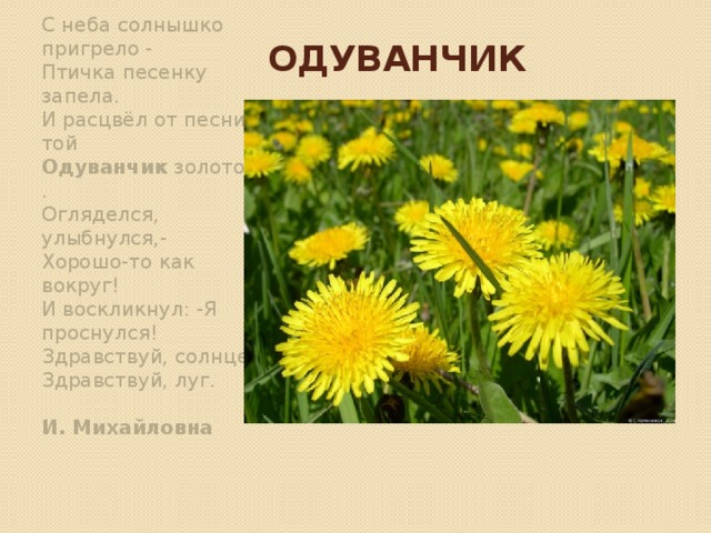 одуванчик С неба солнышко пригрело -  Птичка песенку запела.  И расцвёл от песни той  Одуванчик  золотой.  Огляделся, улыбнулся,-  Хорошо-то как вокруг!  И воскликнул: -Я проснулся!  Здравствуй, солнце! Здравствуй, луг.   И. Михайловна   