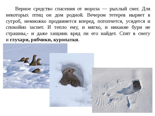 Какие птицы ночуют зарывшись в снег. Птицы прячутся в снегу. Тетерев ночует в снегу. Глухарь ныряет в снег. Тетерев прячется под снегом.