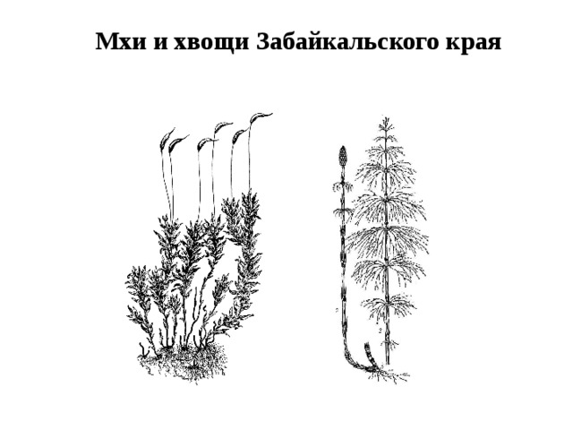 Мхи папоротники хвощи