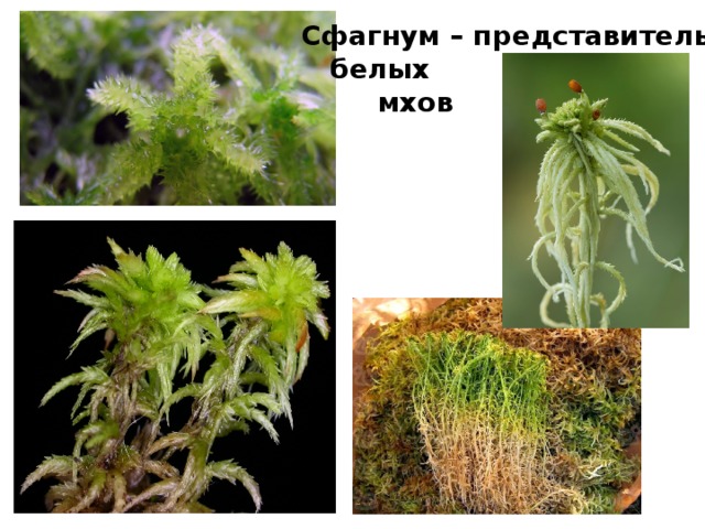 Рассмотри фотографии с изображением представителей различных объектов живой природы хвощи мхи