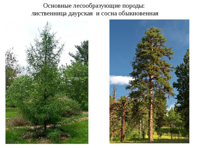 Основные лесообразующие породы. Лиственница Даурская. Лесообразующие деревья. Основные лесообразующие породы хвойных лесов.