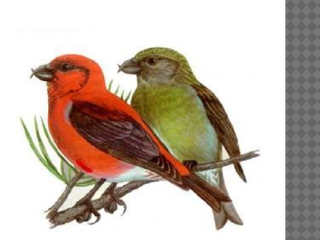 Клесты:  Одна из зимующих птиц – это клёст, который, в отличие от других птиц, выводит птенцов именно зимой. 