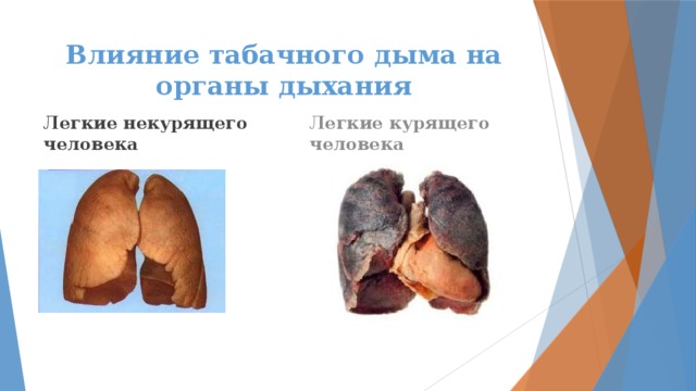 Влияние табачного дыма на органы дыхания Легкие некурящего человека Легкие курящего человека 