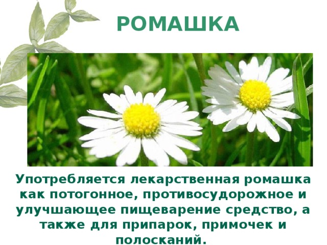 Ромашка проект 2 класс