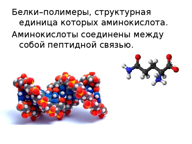 Белки–полимеры, структурная единица которых аминокислота. Аминокислоты соединены между собой пептидной связью.   