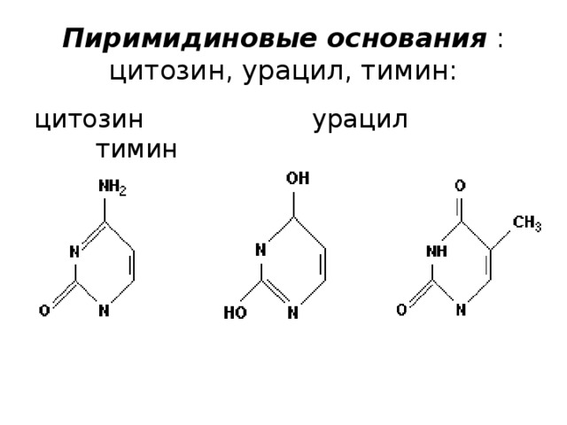 Пиримидиновые основания  : цитозин, урацил, тимин: цитозин урацил тимин 