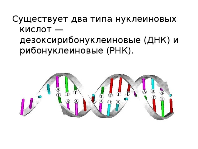 Существует два типа нуклеиновых кислот — дезоксирибонуклеиновые (ДНК) и рибонуклеиновые (РНК). 