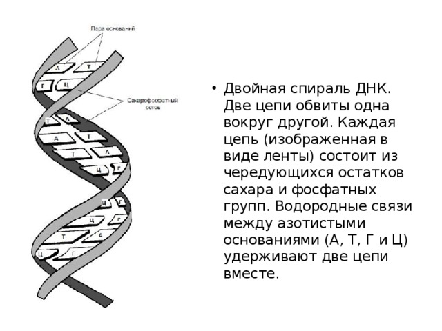 Двойная спираль ДНК. Две цепи обвиты одна вокруг другой. Каждая цепь (изображенная в виде ленты) состоит из чередующихся остатков сахара и фосфатных групп. Водородные связи между азотистыми основаниями (А, Т, Г и Ц) удерживают две цепи вместе. 