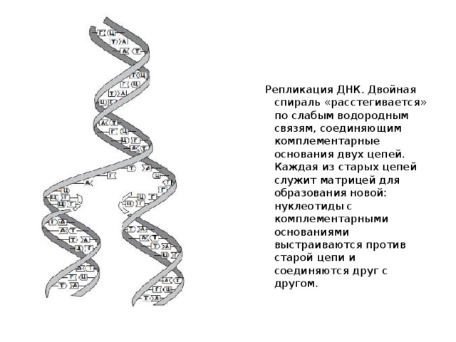 Репликация ДНК. Двойная спираль «расстегивается» по слабым водородным связям, соединяющим комплементарные основания двух цепей. Каждая из старых цепей служит матрицей для образования новой: нуклеотиды с комплементарными основаниями выстраиваются против старой цепи и соединяются друг с другом. 