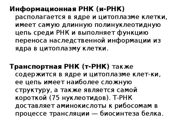 Информационная РНК (и-РНК) располагается в ядре и цитоплазме клетки, имеет самую длинную полинуклеотидную цепь среди РНК и выполняет функцию переноса наследственной информации из ядра в цитоплазму клетки. Транспортная РНК (т-РНК) также содержится в ядре и цитоплазме клет-ки, ее цепь имеет наиболее сложную структуру, а также является самой короткой (75 нуклеотидов). Т-РНК доставляет аминокислоты к рибосомам в процессе трансляции — биосинтеза белка. 