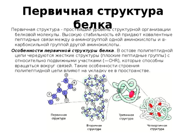 Синтез первичной структуры белковой молекулы. Первичная структура белка структура. Первичный и вторичный уровни организации белковой молекулы. Синтез первичной структуры белка. Химическая связь первичной структуры