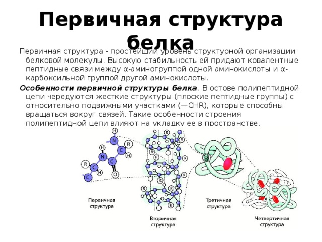 Первичную структуру молекул определяют