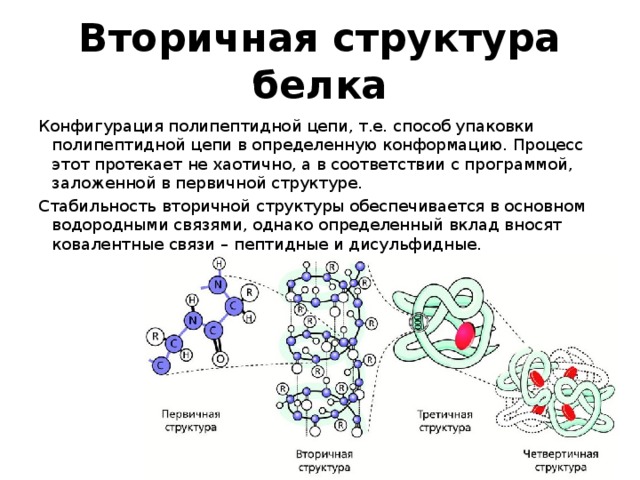 Структура полипептидной цепи