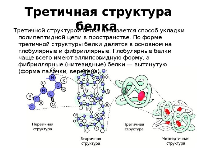 Третичная структура белка   Третичной структурой белка называется способ укладки полипептидной цепи в пространстве. По форме третичной структуры белки делятся в основном на глобулярные и фибриллярные. Глобулярные белки чаще всего имеют эллипсовидную форму, а фибриллярные (нитевидные) белки — вытянутую (форма палочки, веретена). 