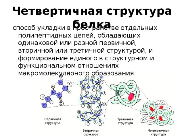 Четвертичная структура белка способ укладки в пространстве отдельных полипептидных цепей, обладающих одинаковой или разной первичной, вторичной или третичной структурой, и формирование единого в структурном и функциональном отношениях макромолекулярного образования. 