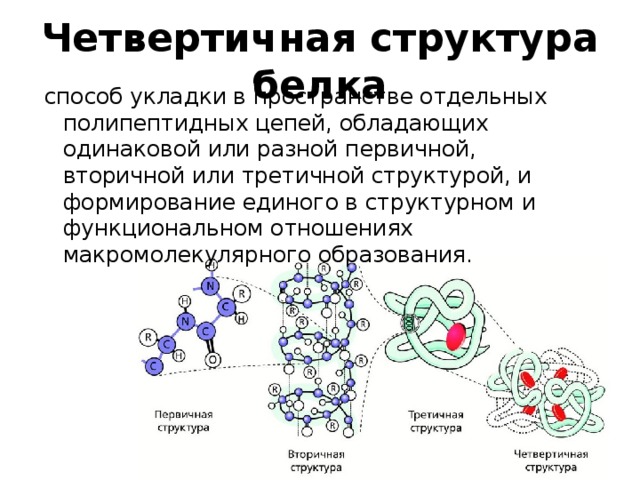 Четвертичная структура белка образуется в результате взаимодействия