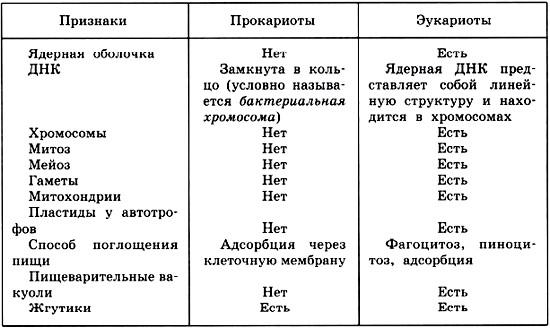 Отличия прокариот и эукариот