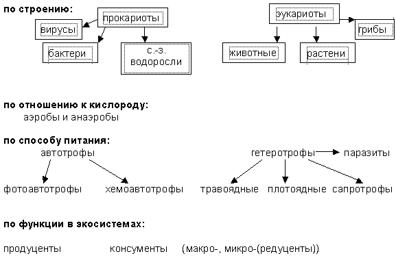 Прокариоты эукариоты автотрофы гетеротрофы. Классификация организмов по типу питания схема. Схема способы питания живых организмов. Классификация организмов таблица. Классификация прокариот таблица.