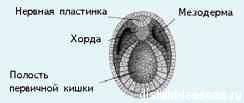 Рассмотрите рисунок подпишите части нейрулы обозначенные цифрами