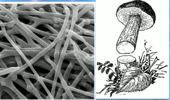 Гифы гриба образуют