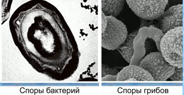 Бактерии споры гриба