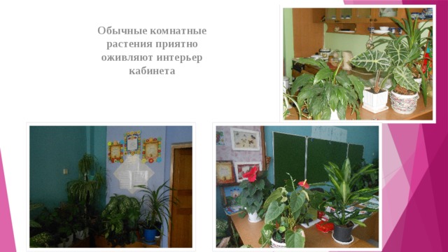 Обычные комнатные растения приятно оживляют интерьер кабинета 