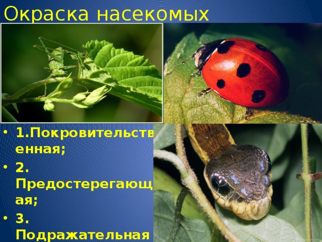Окраска насекомых  1.Покровительственная; 2. Предостерегающая; 3. Подражательная  (мимикрия) ; 