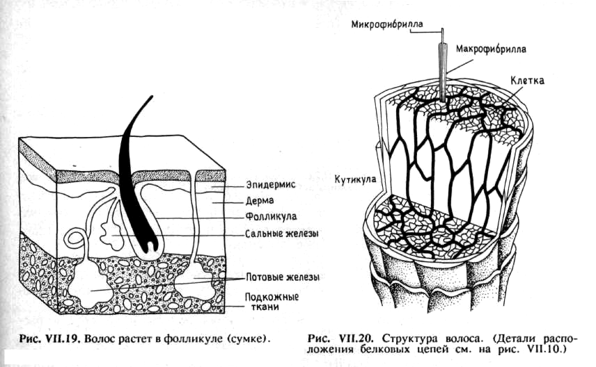 Схема строения волосковых клеток