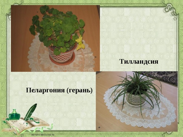 "Мир комнатных растений"