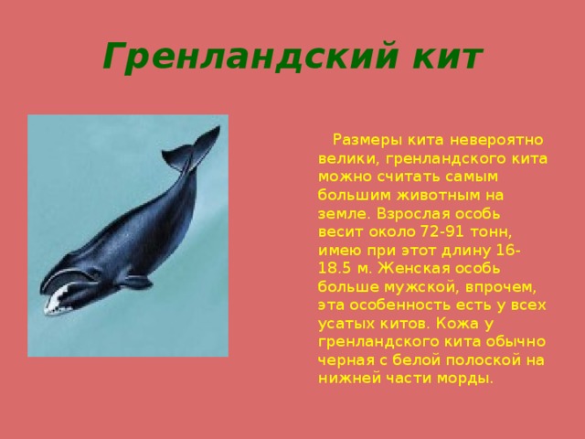 Проект китова красная книга