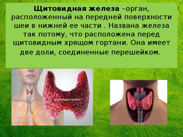 Щитовидная железа –орган, расположенный на передней поверхности шеи в нижней ее части . Названа железа так потому, что расположена перед щитовидным хрящом гортани. Она имеет две доли, соединенные перешейком.       