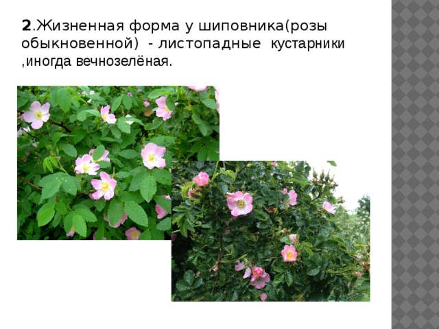 2 .Жизненная форма у шиповника(розы обыкновенной) - листопадные   кустарники ,иногда вечнозелёная. 