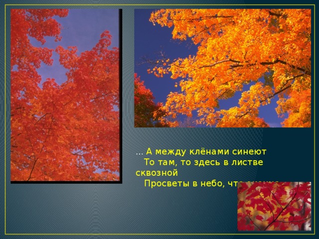 … А между клёнами синеют  То там, то здесь в листве сквозной  Просветы в небо, что оконца. 