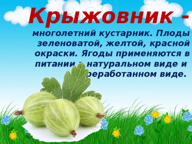 Крыжовник - многолетний кустарник. Плоды зеленоватой, желтой, красной окраски. Ягоды применяются в питании в натуральном виде и  переработанном виде. 