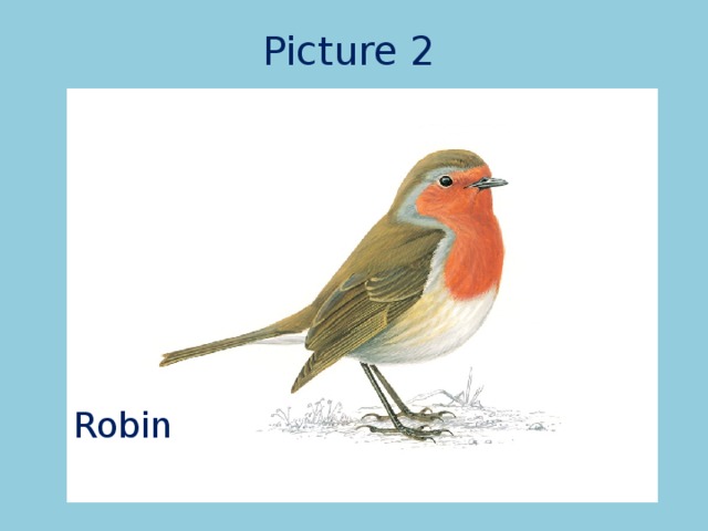 Picture 2 Robin 