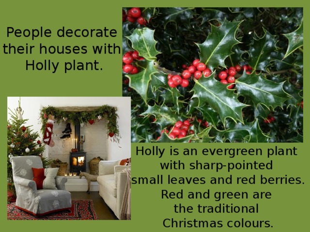 People decorate their houses with Holly plant. Holly is an evergreen plant with sharp-pointed small leaves and red berries. Red and green are the traditional Christmas colours. 
