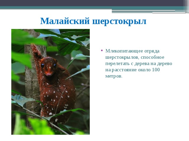 Малайский шерстокрыл Млекопитающее отряда шерстокрылов, способное перелетать с дерева на дерево на расстояние около 100 метров.   