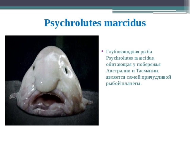 Psychrolutes marcidus Глубоководная рыба Psychrolutes marcidus, обитающая у побережья Австралии и Тасмании, является самой причудливой рыбой планеты.   