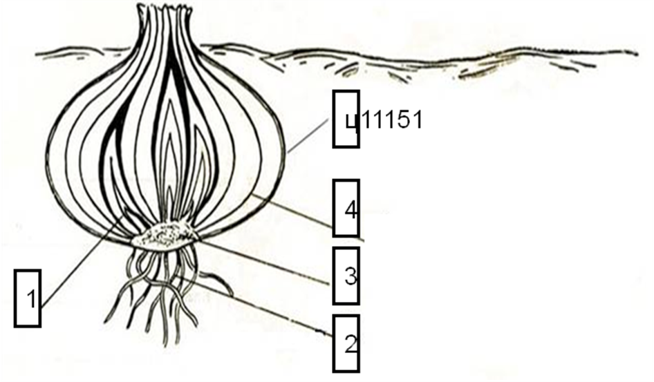 Строение корневища клубня луковицы 6 класс биология